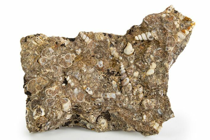 Fossil Freshwater Snails (Elimia) In Limestone - Wyoming #324607